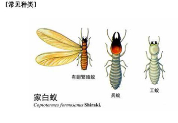 家中發現白蟻時的三個處理方法