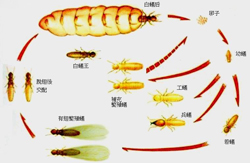 白蟻即將進入“分飛”季節 專家來支招