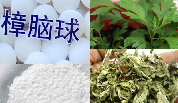 滅跳蚤偏方：艾草和樟腦丸|滅跳蚤|專業滅跳蚤